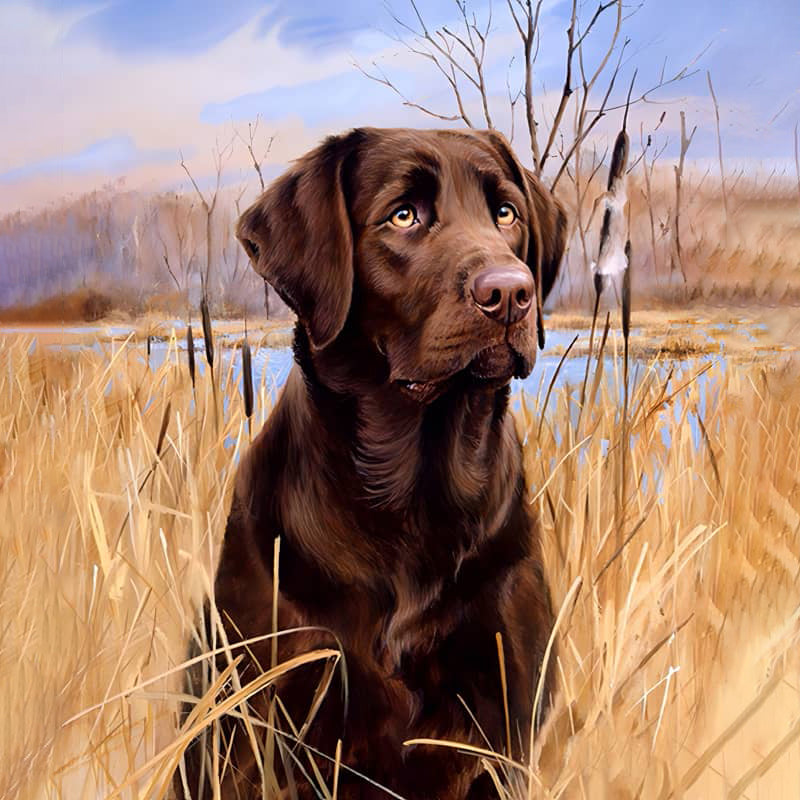 Labrador auf einem Feld|Diamond Painting