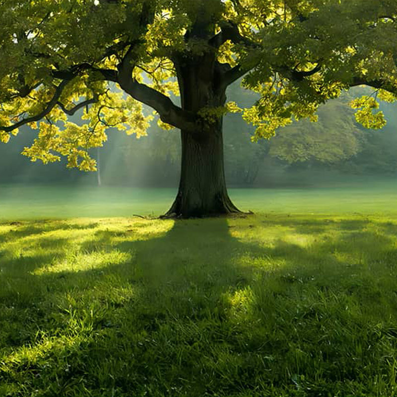 Der große Baum im Sommer|Diamond Painting